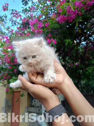 Persian cat